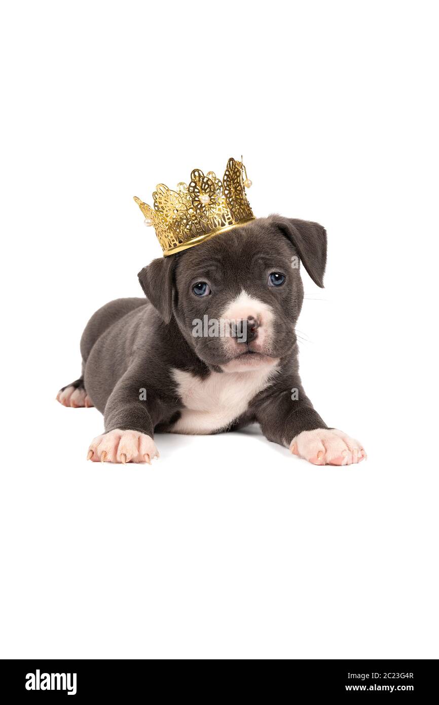 Un pup américain de Bully ou de Bulldog à fourrure bleue et blanche, avec une couronne dorée couchée sur un fond blanc Banque D'Images