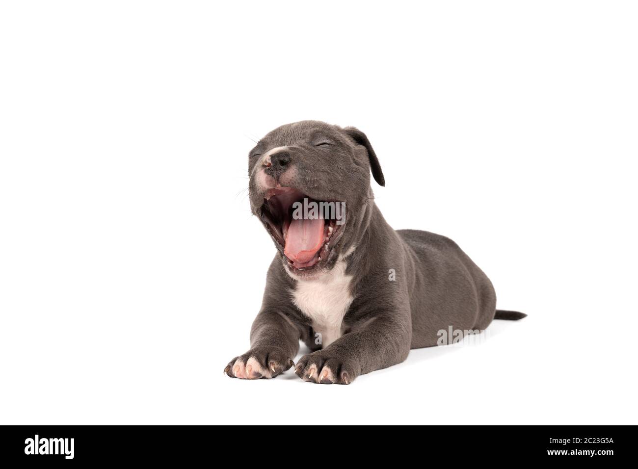 Un pup américain de Bully ou de Bulldog, fatigué et bâilleux, avec des fourrures bleues et blanches, isolées sur un fond blanc Banque D'Images