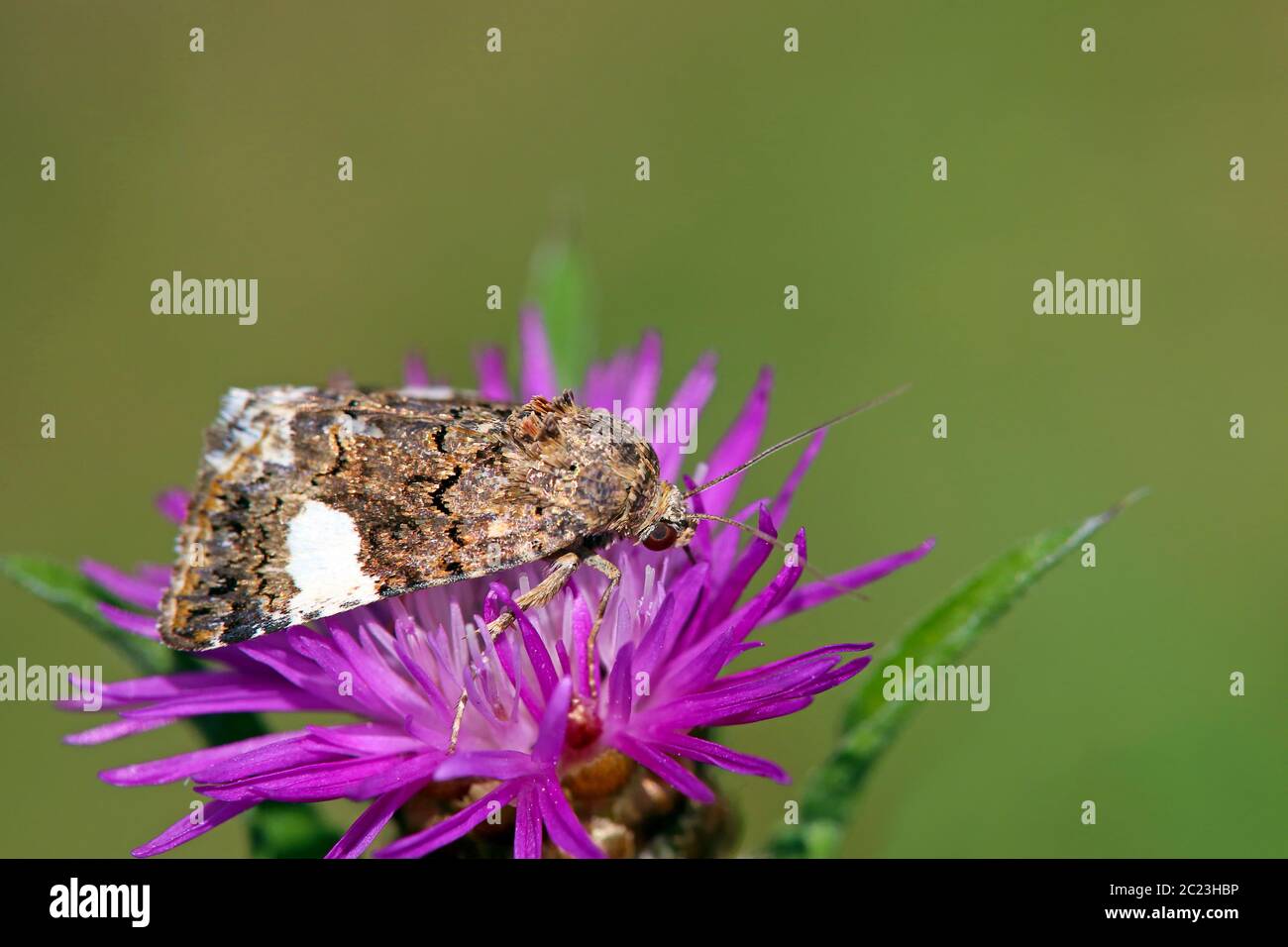 Fieldwine-Mourning Owl Tyta luctuosa Banque D'Images