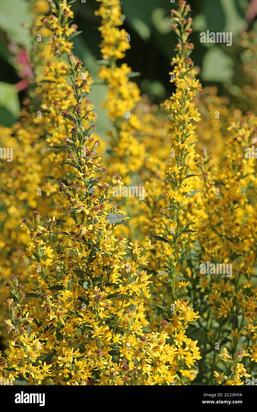 Tige dorée ordinaire Solidago virgaurea Banque D'Images