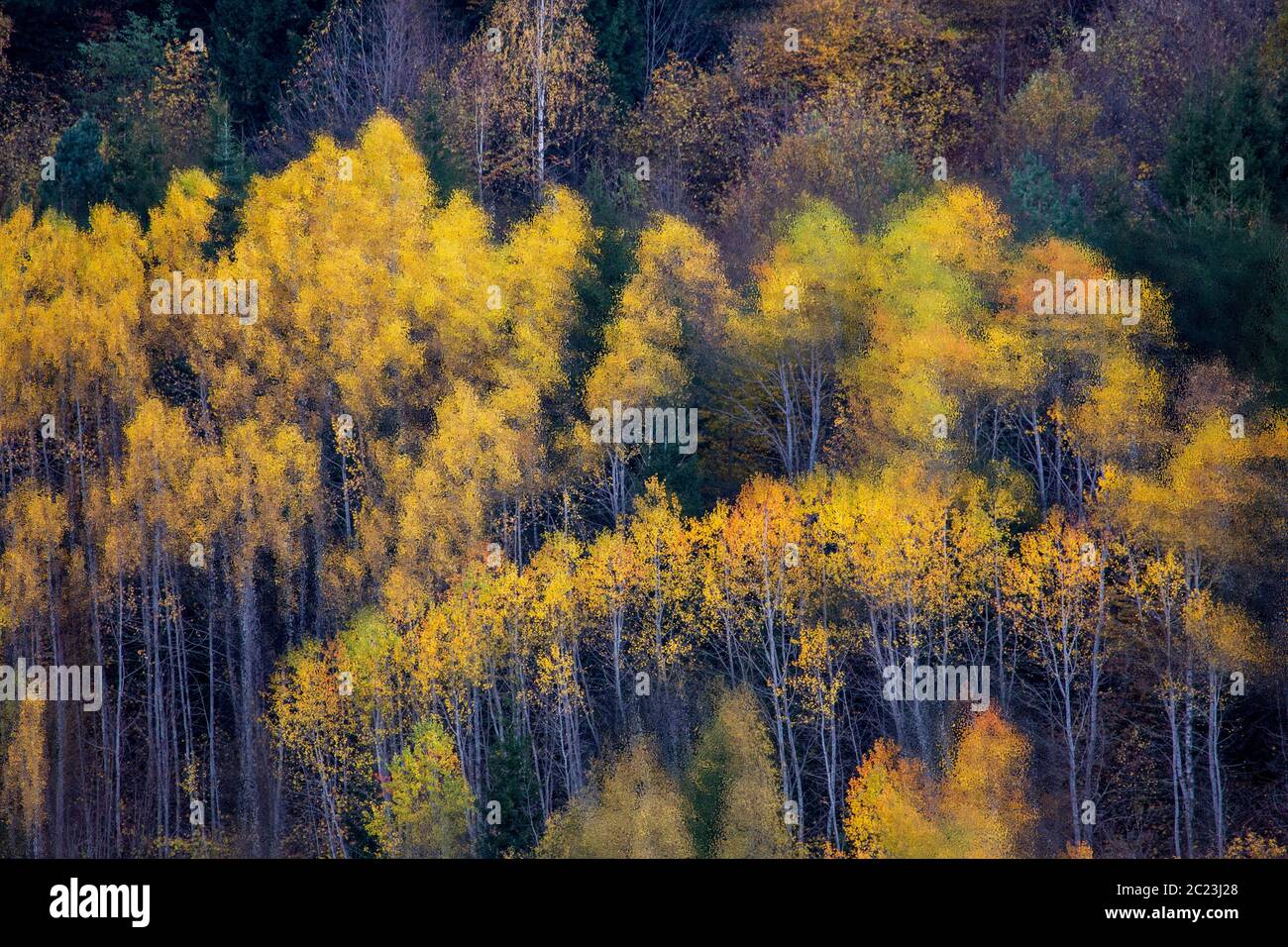 Couleurs d'automne dans les montagnes du Caucase, Géorgie Banque D'Images