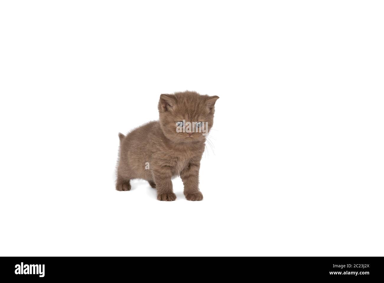 Petit chaton britannique Shorthair au chocolat sur fond blanc Banque D'Images