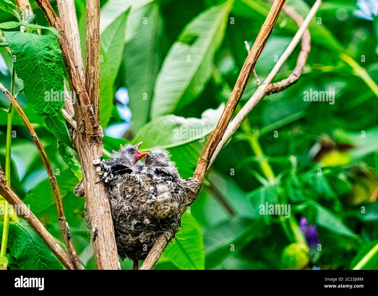 L'égairefinch européen (Carduelis carduelis) nichent avec des poussins - Londres, Royaume-Uni Banque D'Images