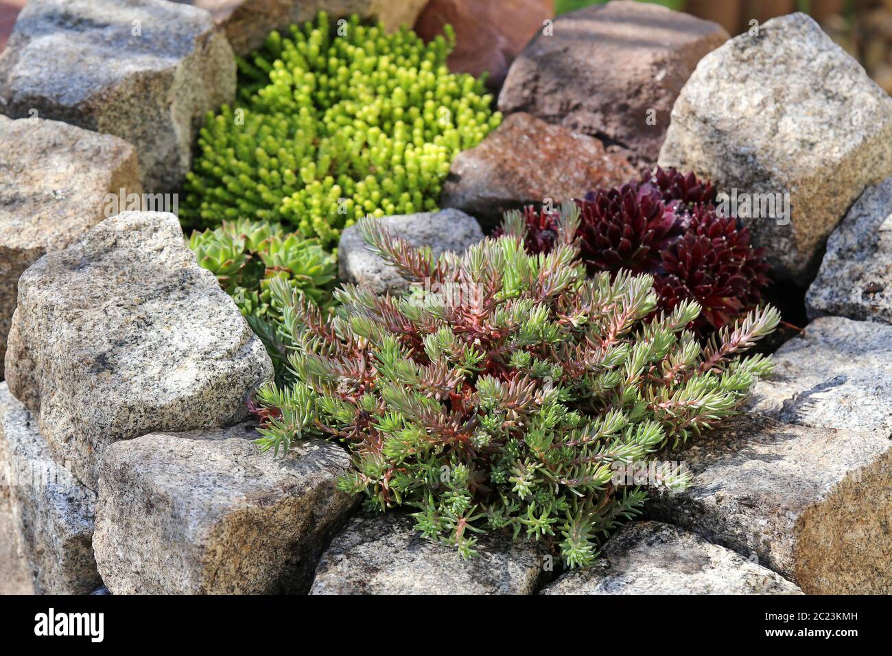 Petit jardin en pierre avec des succulents Banque D'Images