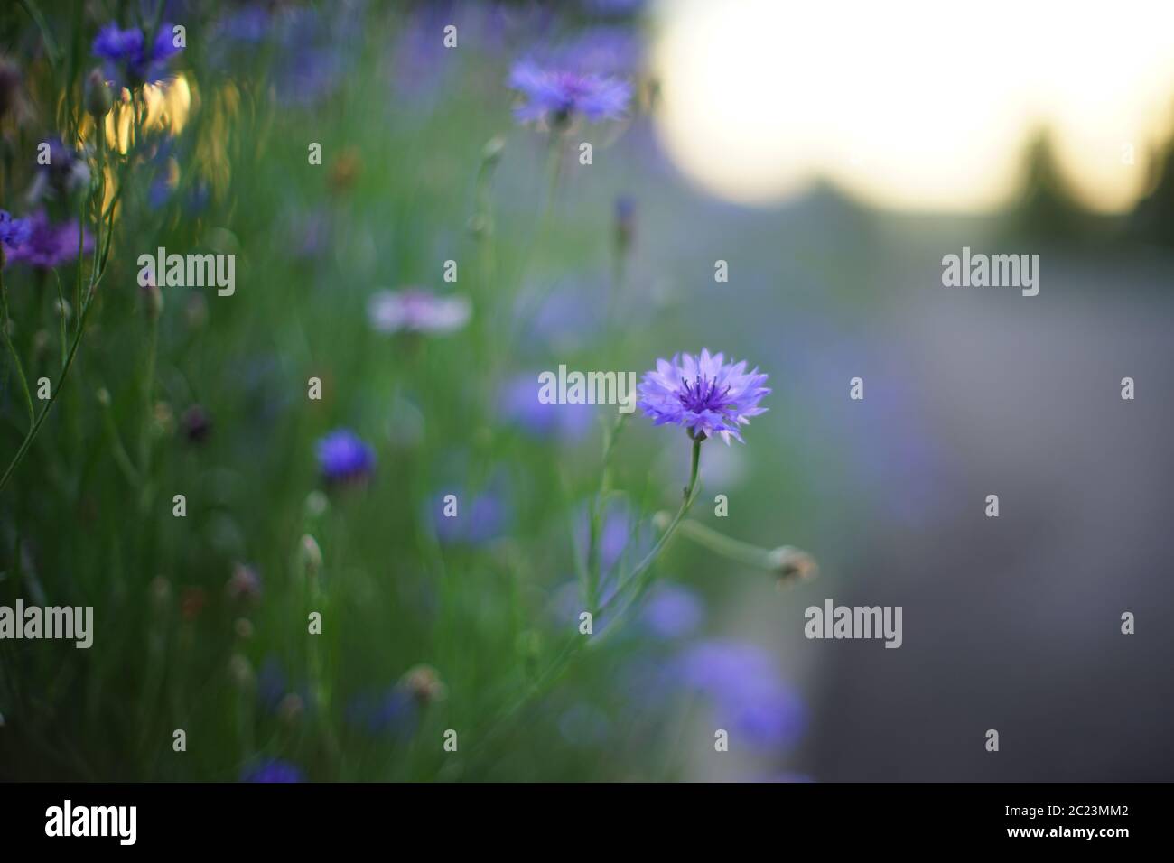Les fleurs de maïs violettes poussent dans la rue du soir. Banque D'Images