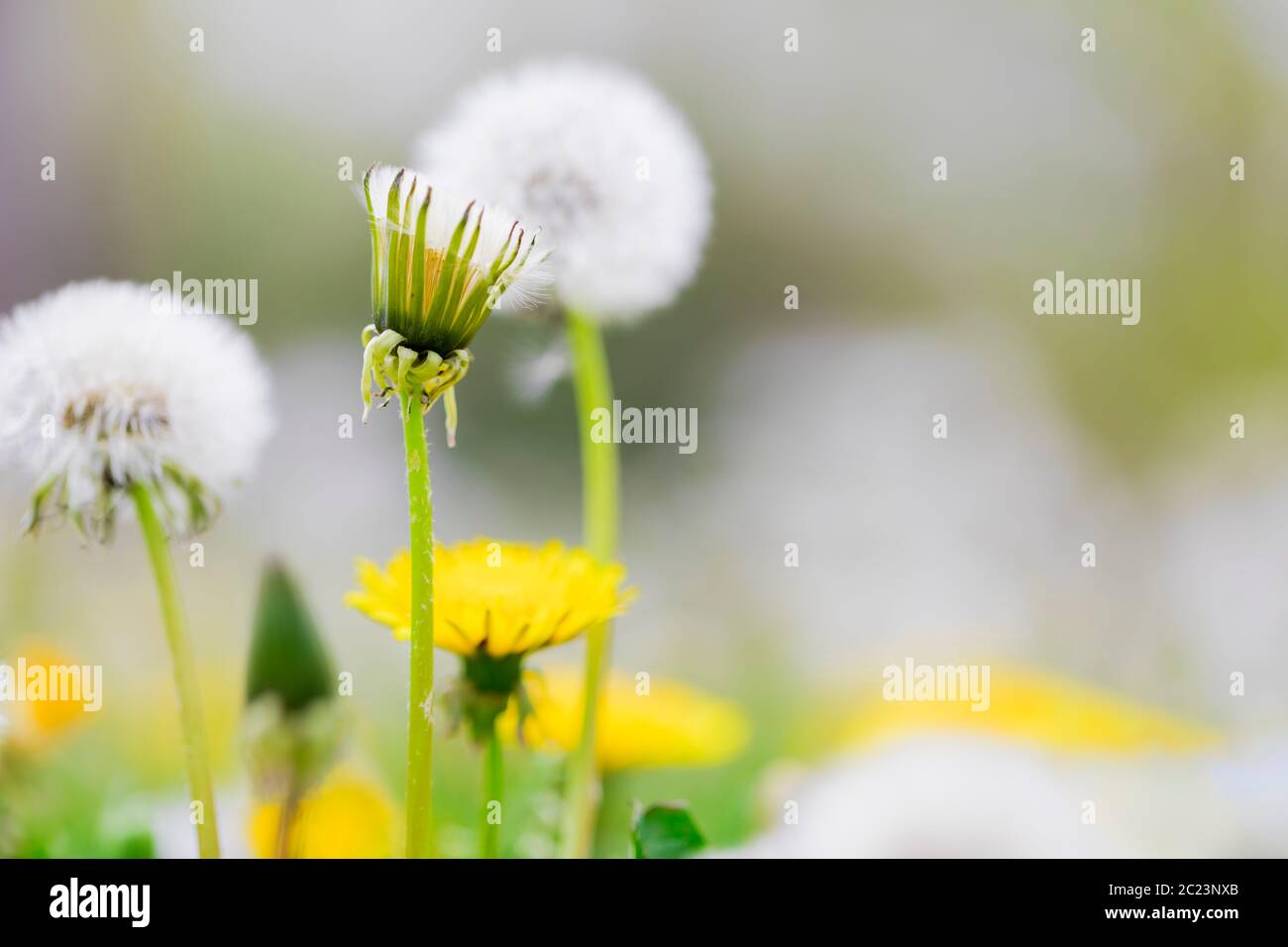 les fleurs de pissenlit jaune s'épanouissent en gros plan Banque D'Images