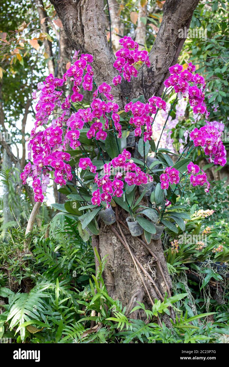 Décoration de fleurs d'orchidées Phalaenopsis dans le jardin extérieur  Photo Stock - Alamy