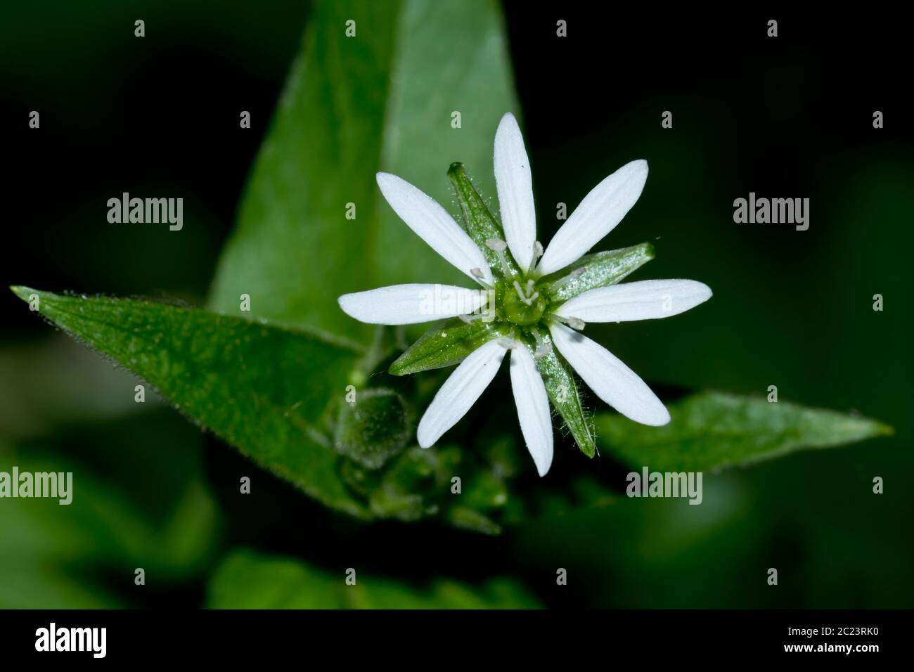 fleur et plante de la mauvaise herbe Banque D'Images