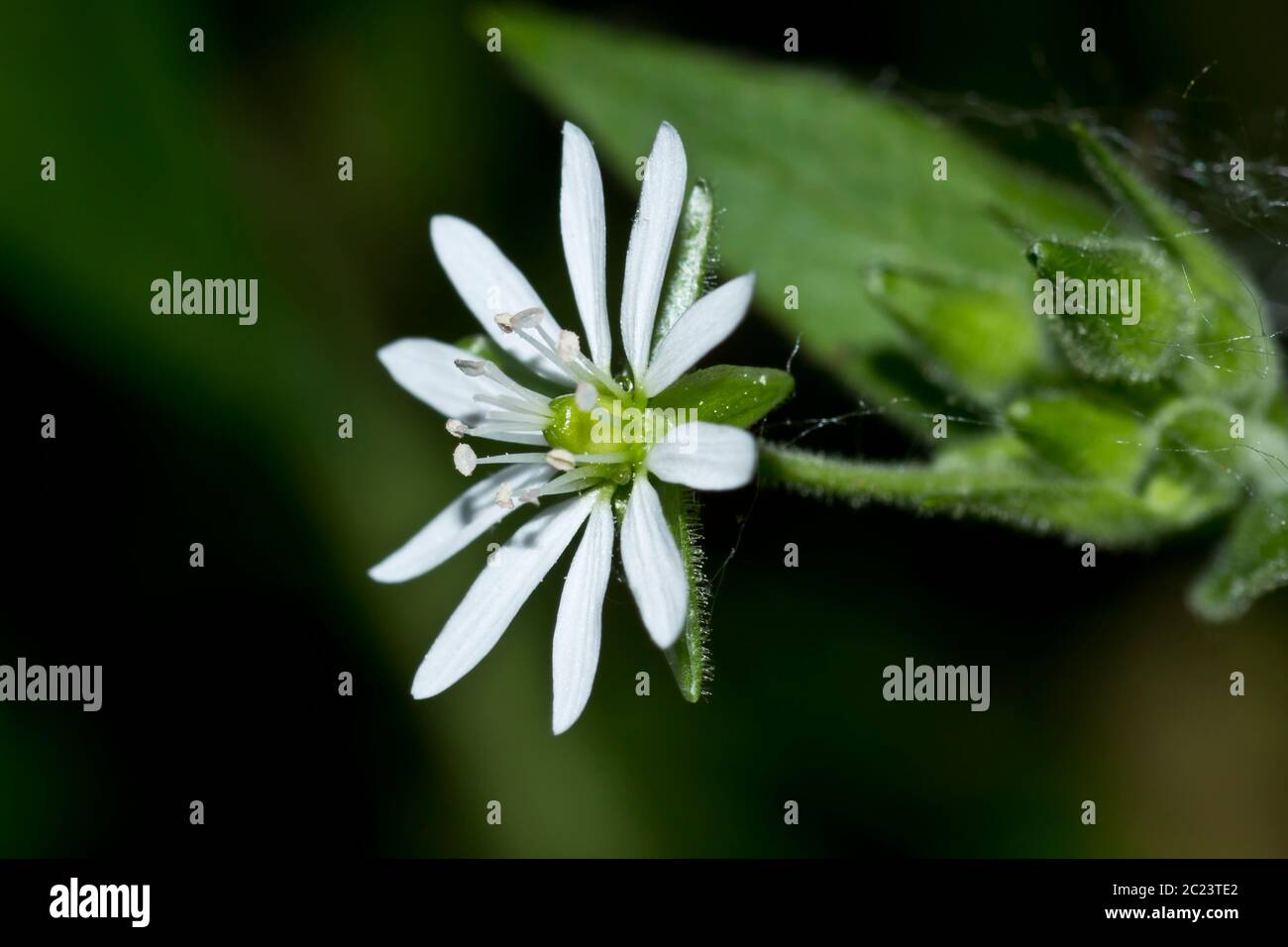 Vue latérale sur la fleur de chiche Banque D'Images