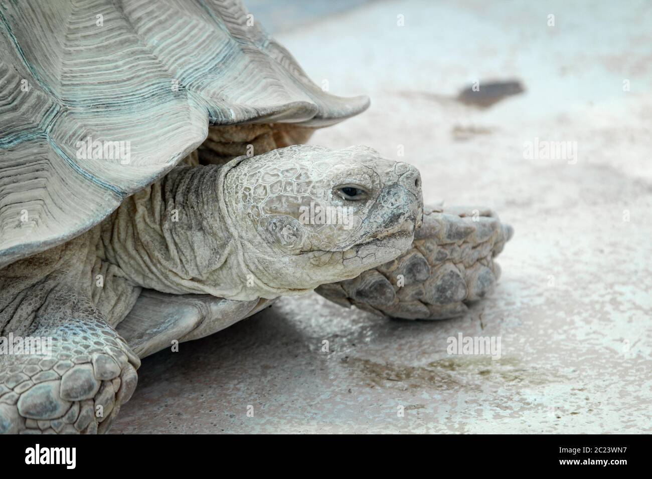 c'est une tortue, une tortue terrestre Banque D'Images