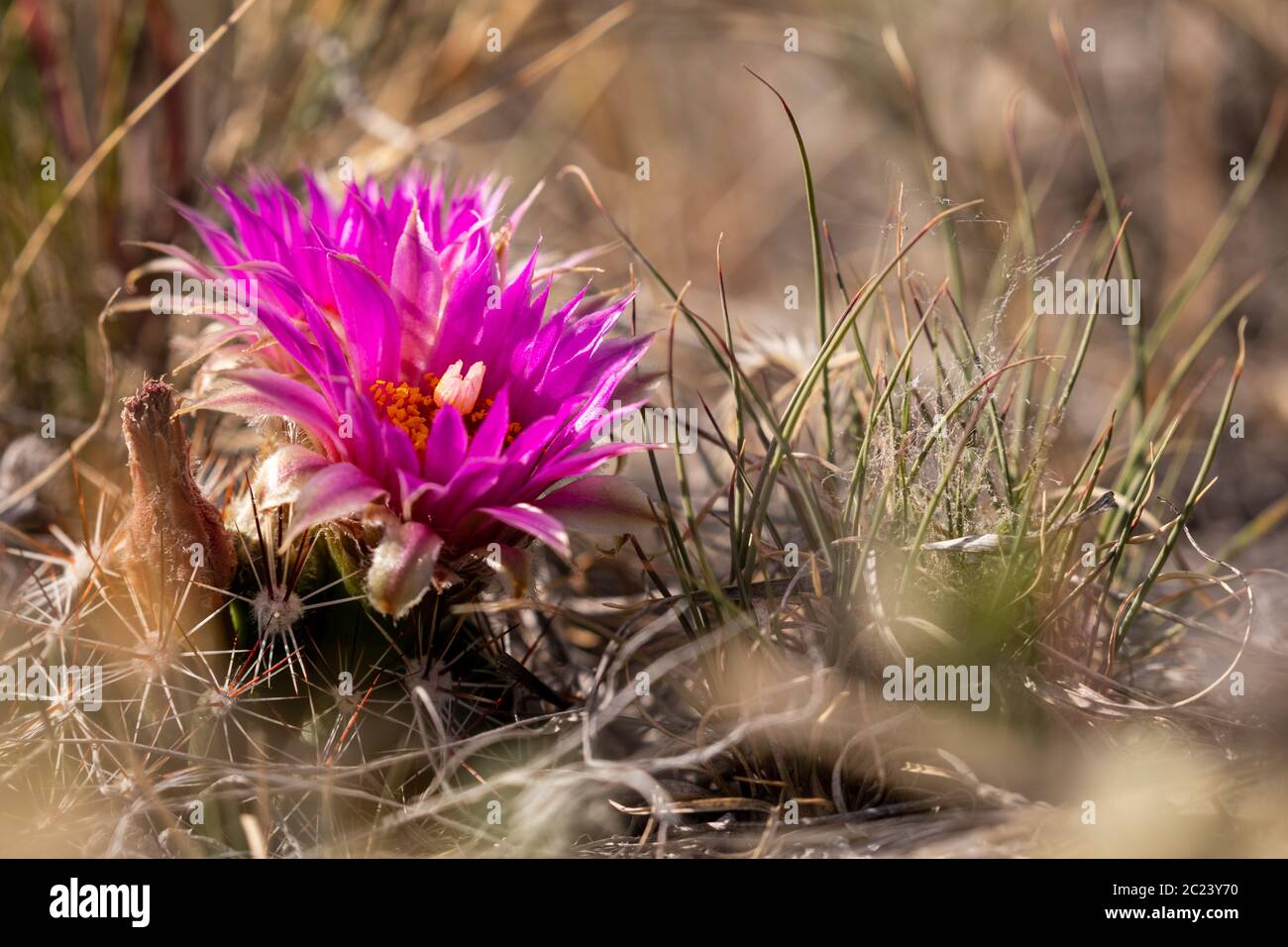 Cactus des Badlands de Dinosaur provincial Park Canada Banque D'Images