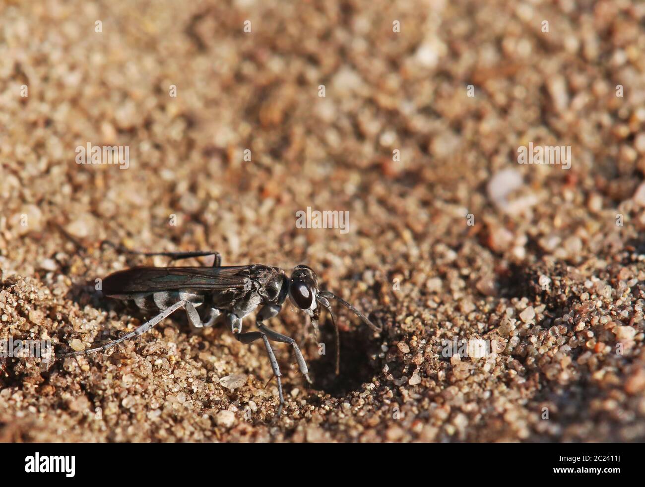 Guêpe de plomb Pompilus cinereus sur la dune Pflege schönau à Sandhausen Banque D'Images