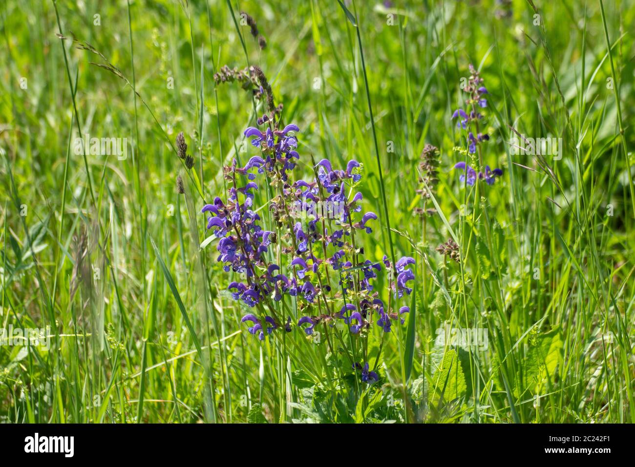 Fleurs violettes de sauge poussant dans l'herbe, Salvia ou Salbei Banque D'Images