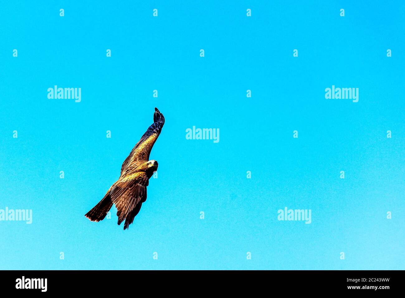 Cerf-volant noir (Milvus migrans) Banque D'Images