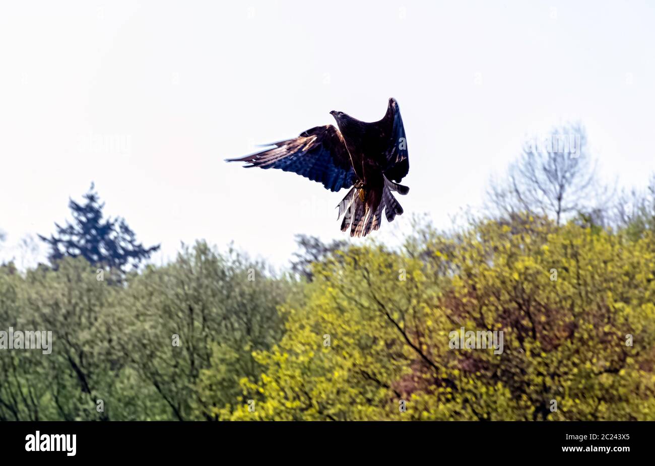 Cerf-volant noir (Milvus migrans) Banque D'Images