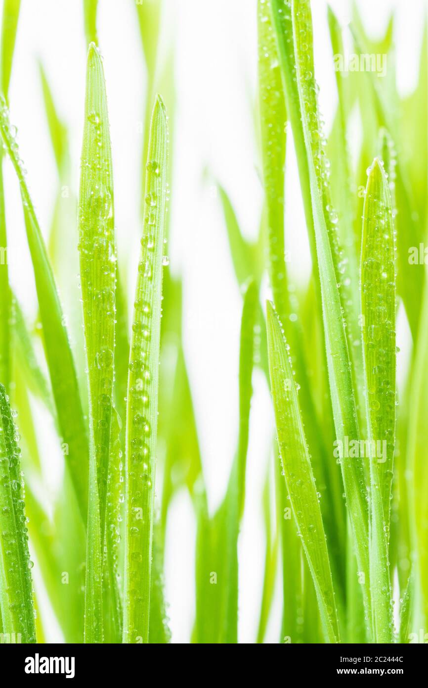 Gros plan sur les lames d'herbe verte avec du raindrop dans un champ vert en plein soleil du matin Banque D'Images