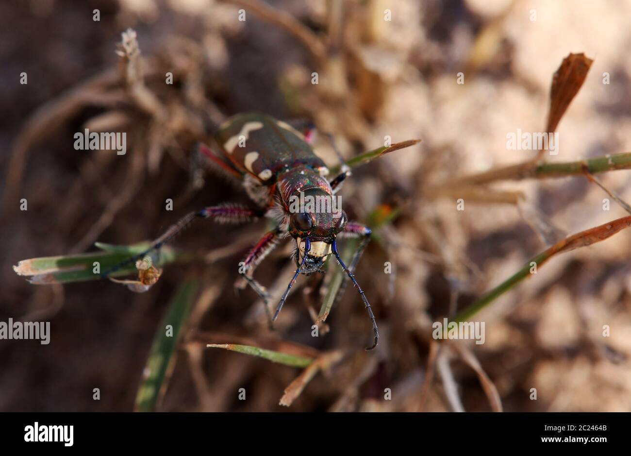 Le dunaire de sable Cicindela hybrida frontal de Saugfergbuckel à Walldorf Banque D'Images