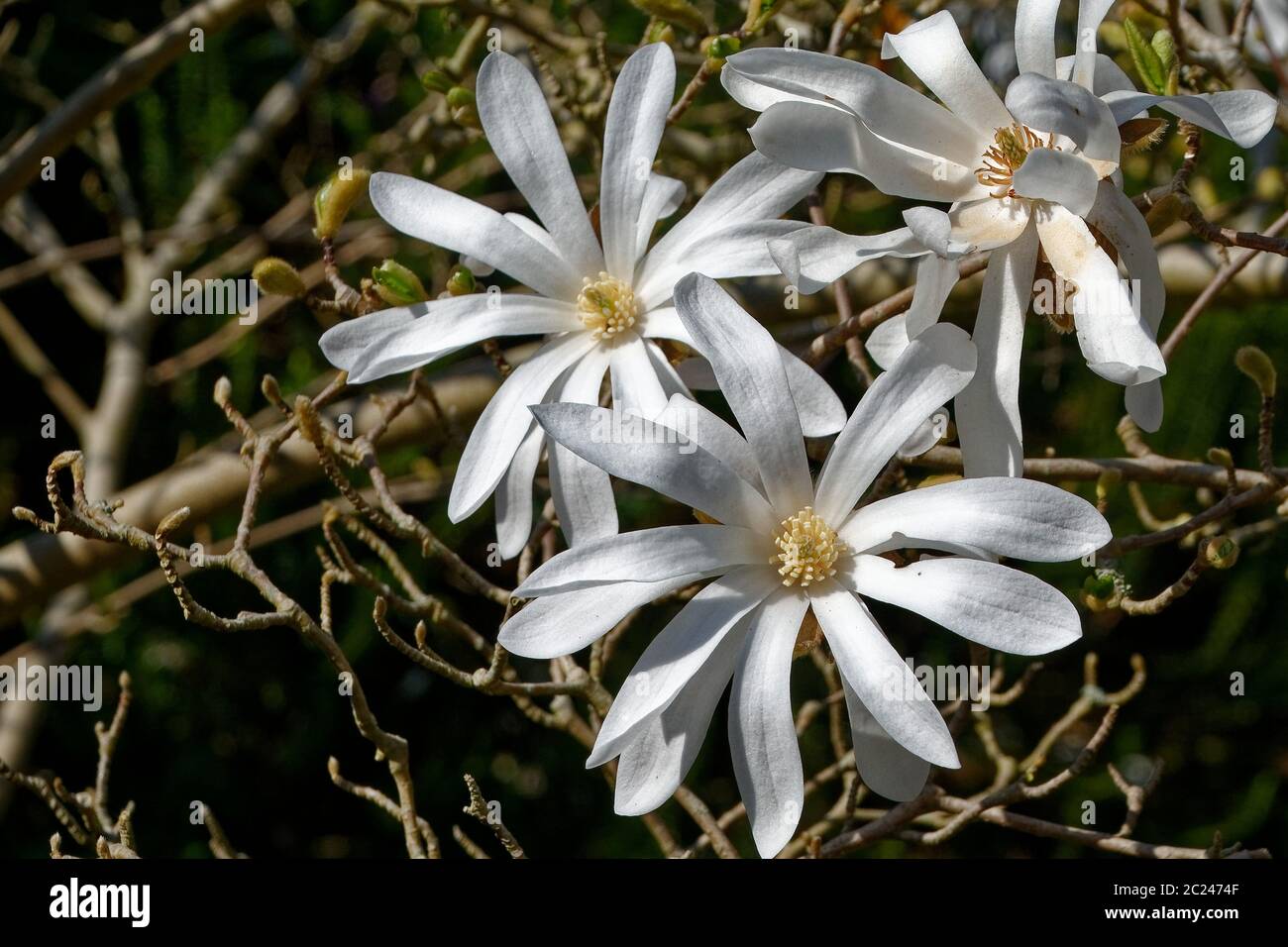 Magnolia Banque D'Images