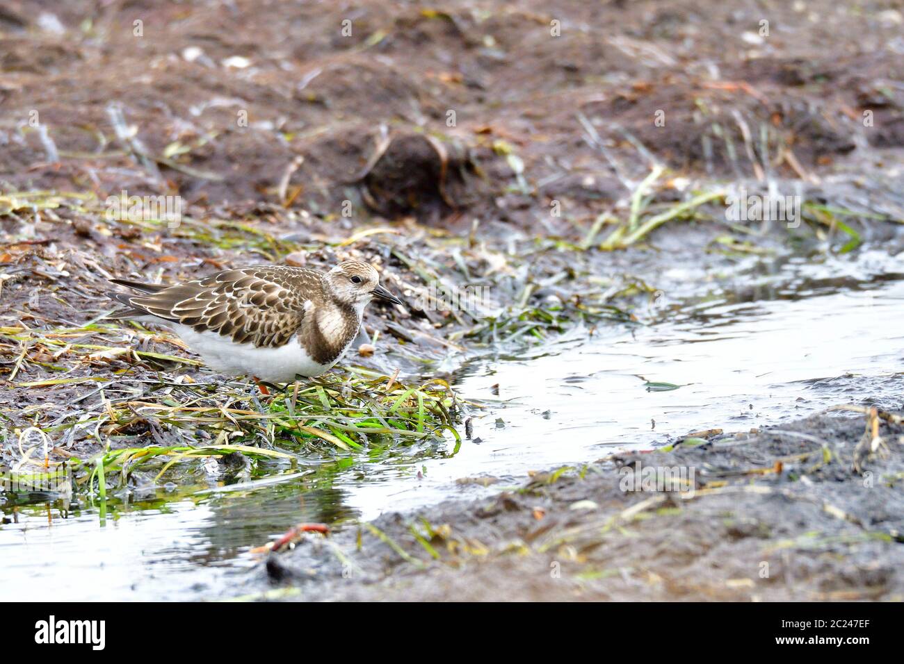 Ruddy turnstone à la recherche de nourriture dans la mer baltique Banque D'Images