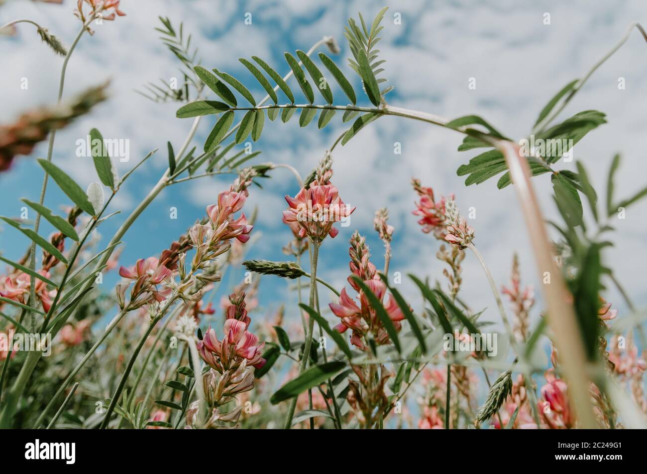 Vue à angle bas des fleurs sauvages, Onobrychis viciifolia, sur un ciel avec des nuages moelleux en arrière-plan Banque D'Images