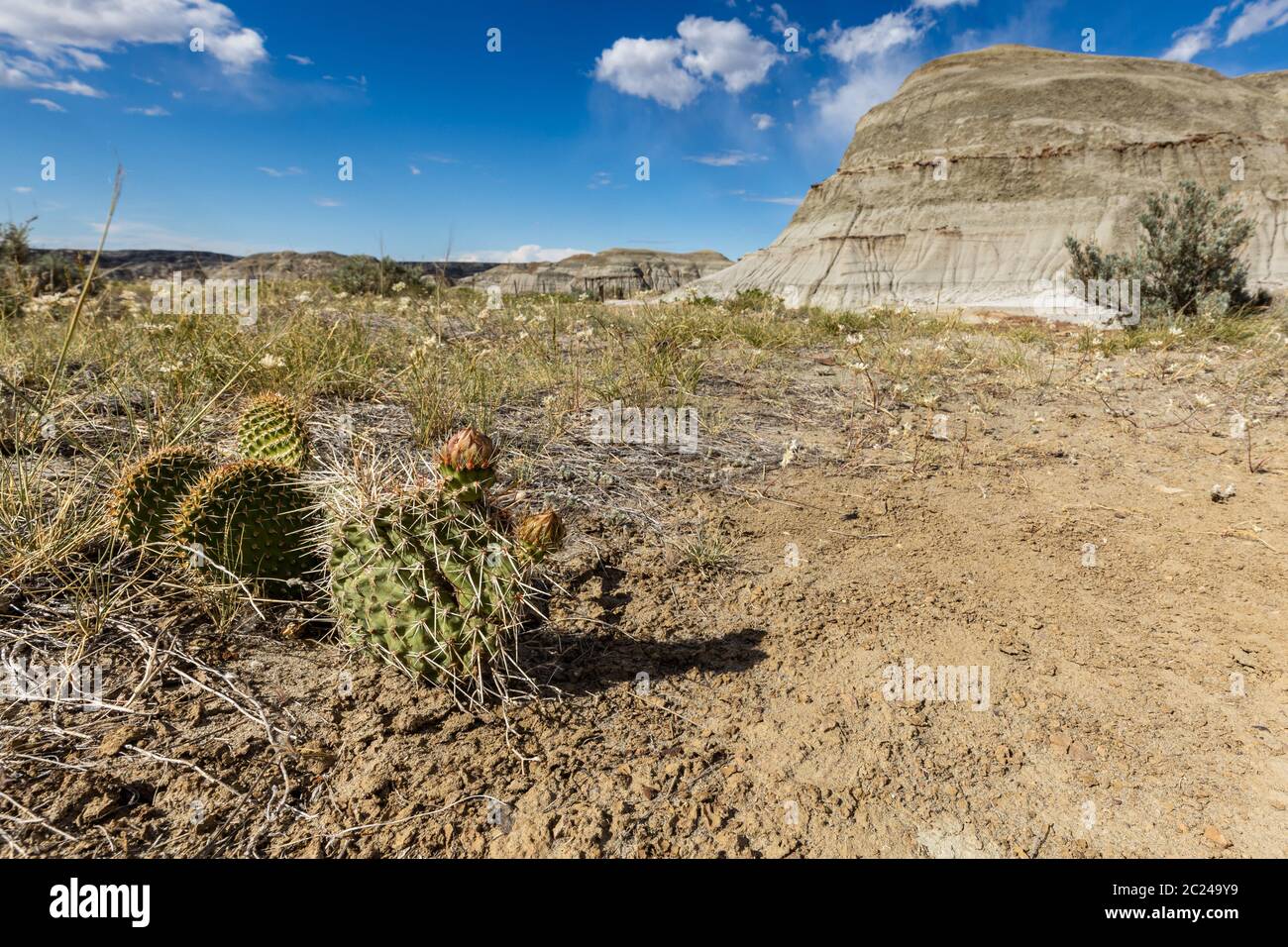 Cactus des Badlands de Dinosaur provincial Park Canada Banque D'Images