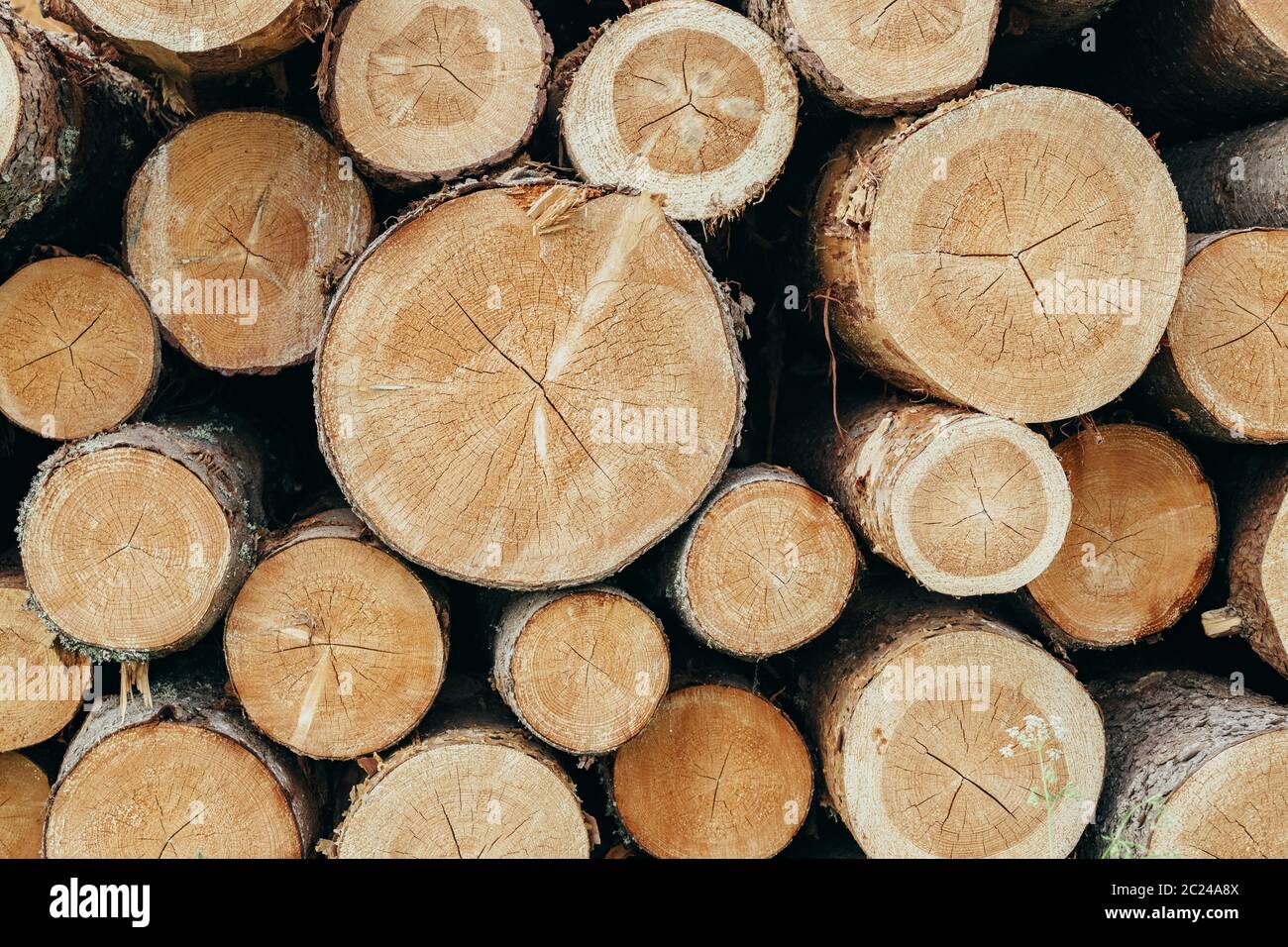 grumes de différents arbres photographiées de la coupe de scie Banque D'Images