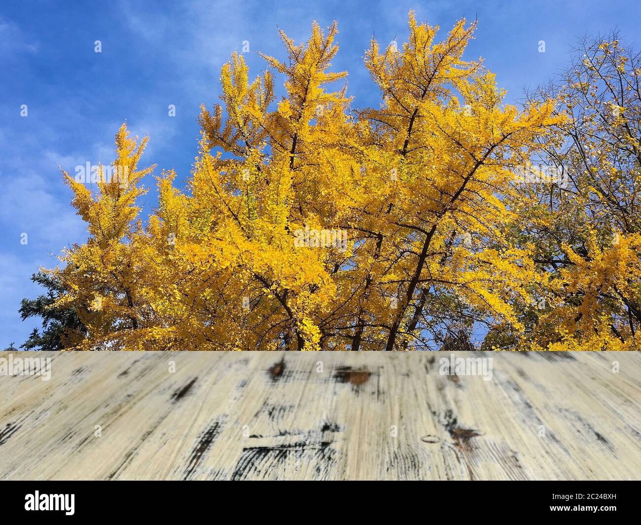 ancienne table en bois de chêne délavé peint sur le jaune coloré de feuilles ginko arbre de branche arrière-plan, table en bois. Banque D'Images