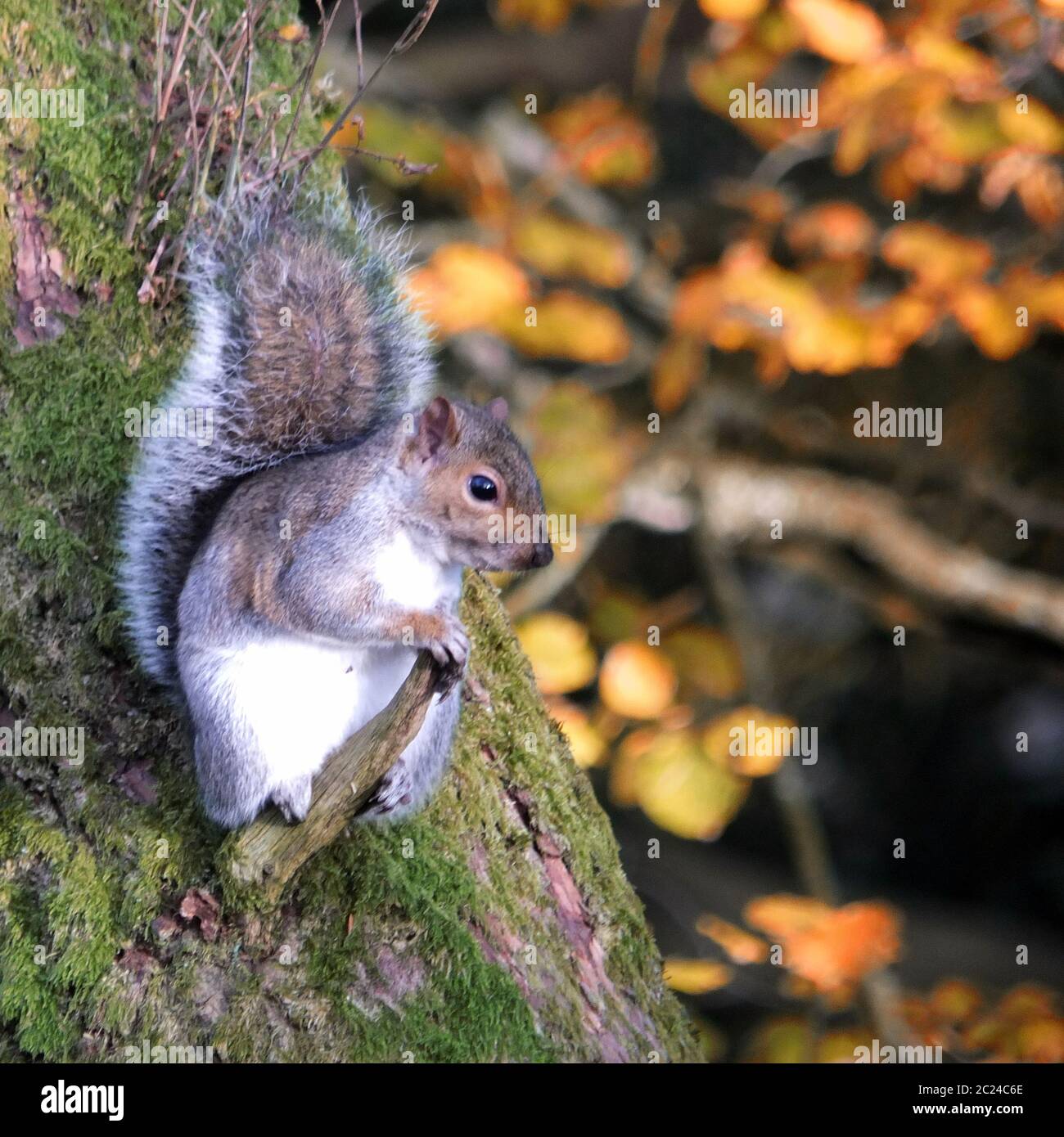 écureuil gris perchée sur une petite branche d'arbre dans les bois d'automne britannique Banque D'Images