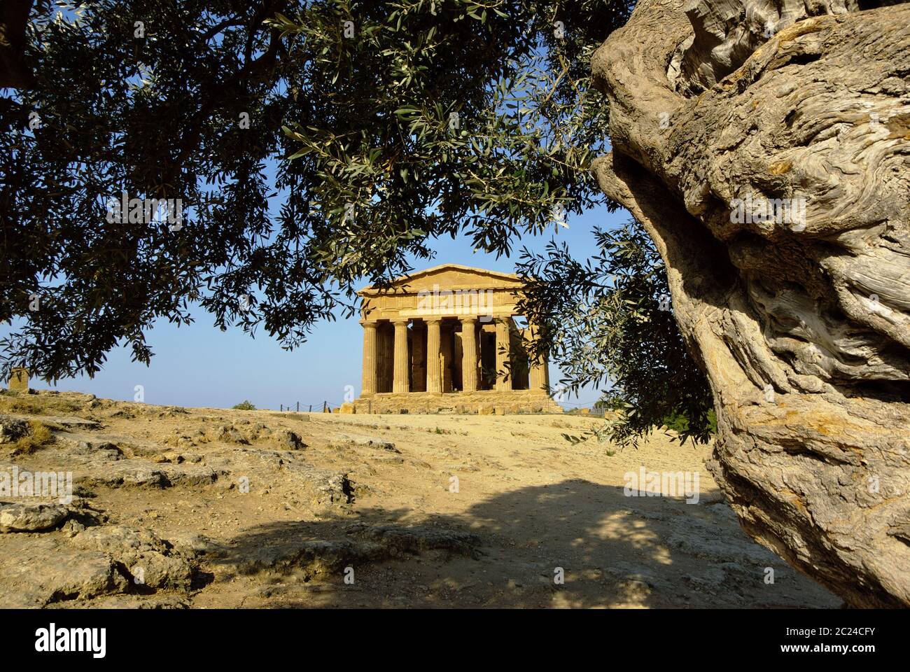 le temple de Concordia et l'olivier de la vallée des temples sont un point de repère de l'architecture de l'UNESCO à Agrigente Banque D'Images