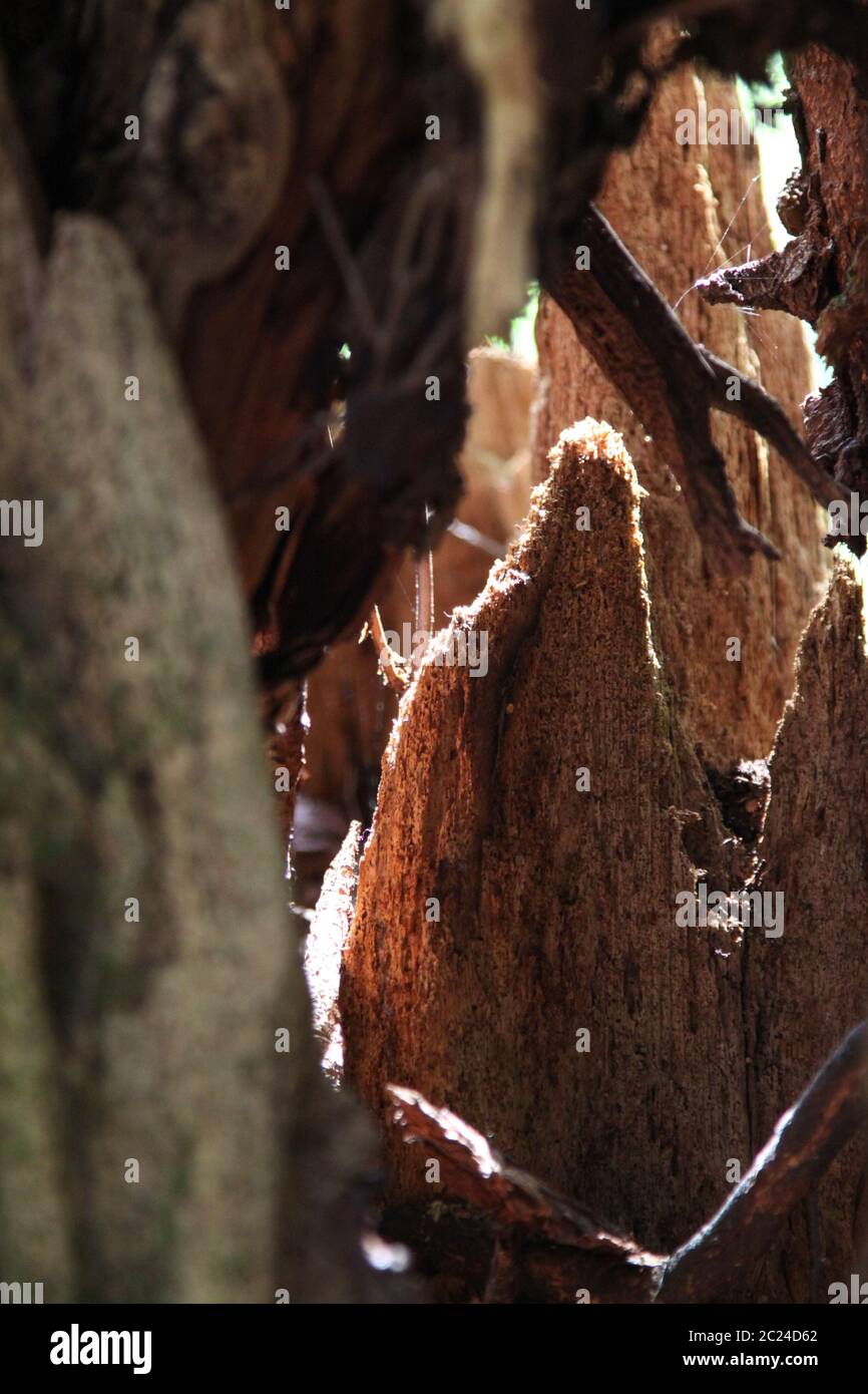 La pourriture des arbres Banque de photographies et d’images à haute résolution Alamy