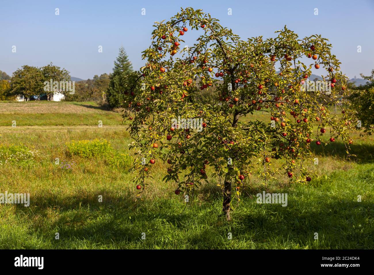 Arbre de pomme (Malus domestica) avec pomme rouge Banque D'Images