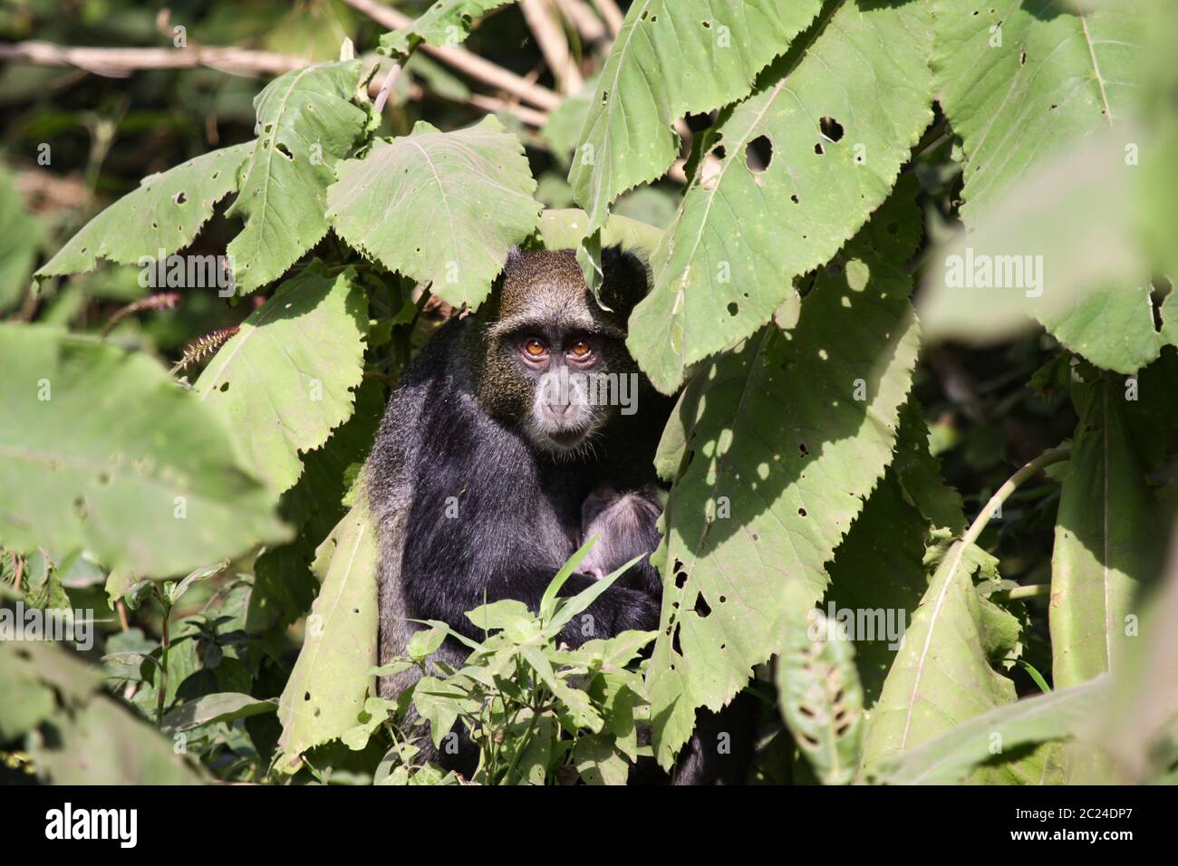 Le singe noir se cache parmi les feuilles vertes Banque D'Images