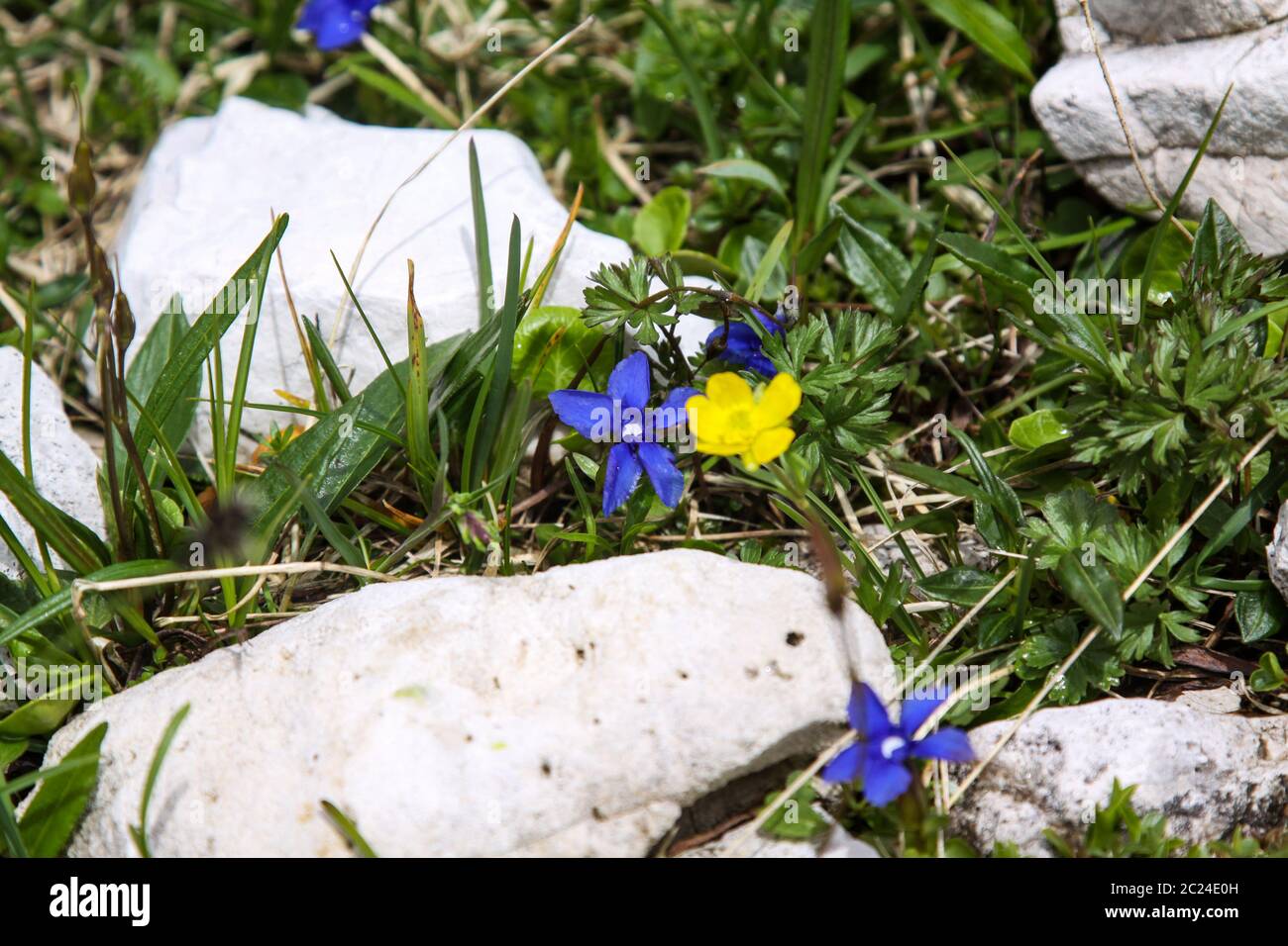 Fleurs de montagne bleues et jaunes dans les Dolomites des Alpes Banque D'Images
