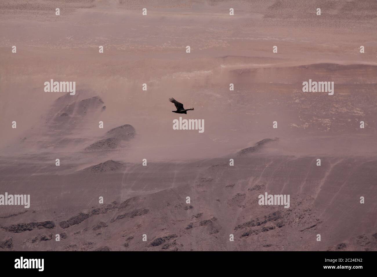 Un oiseau noir solitaire vole sur un désert sec Banque D'Images