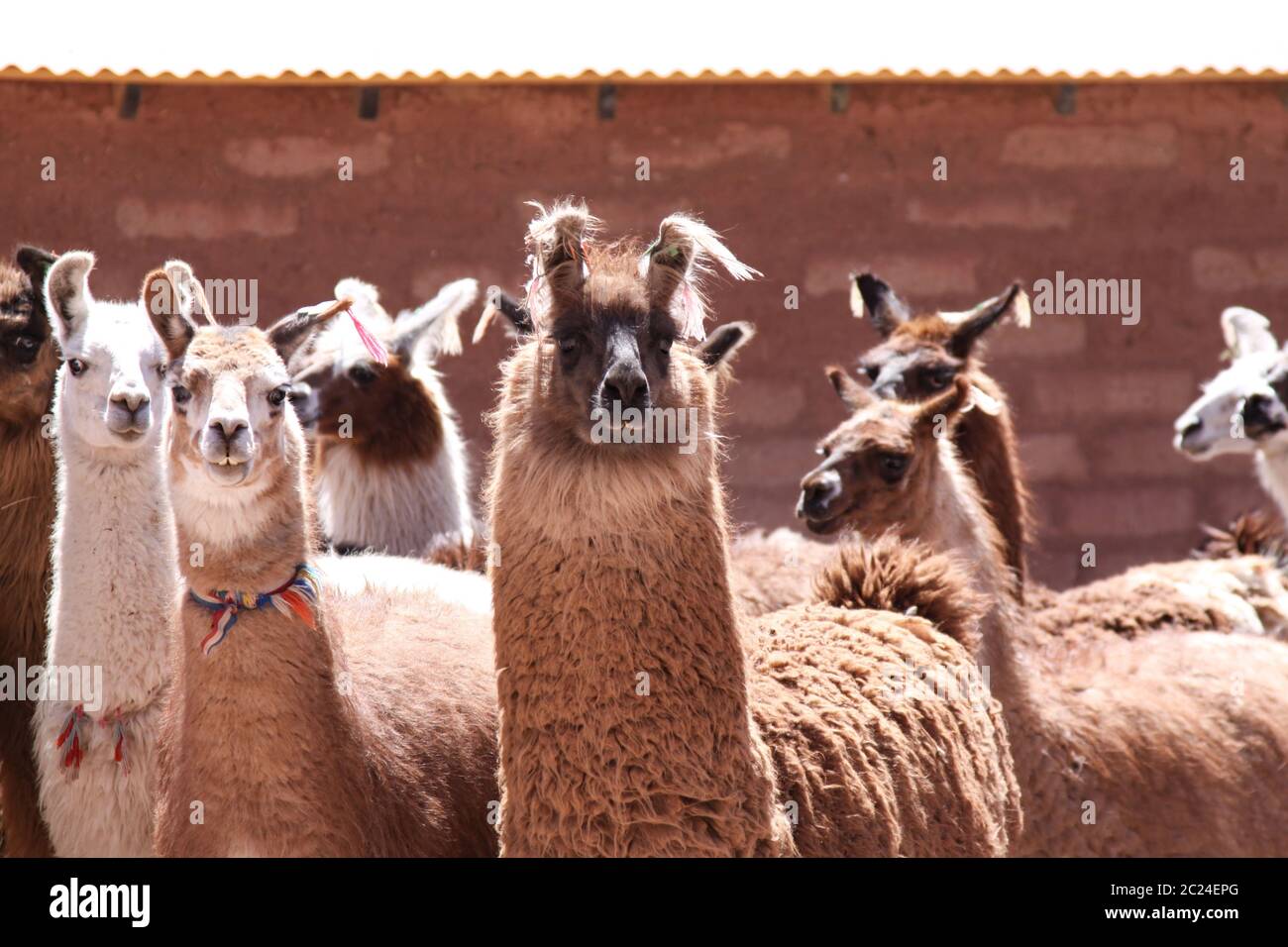 Groupe de lamas comme un animal de compagnie garder au Chili Banque D'Images