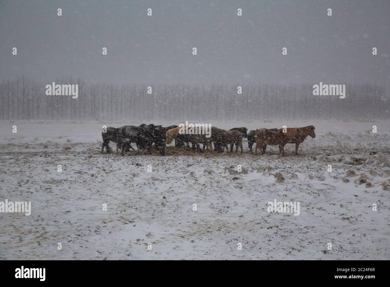 Troupeau de chevaux sauvages dans la neige soufflant dans le froid et le brouillard Banque D'Images