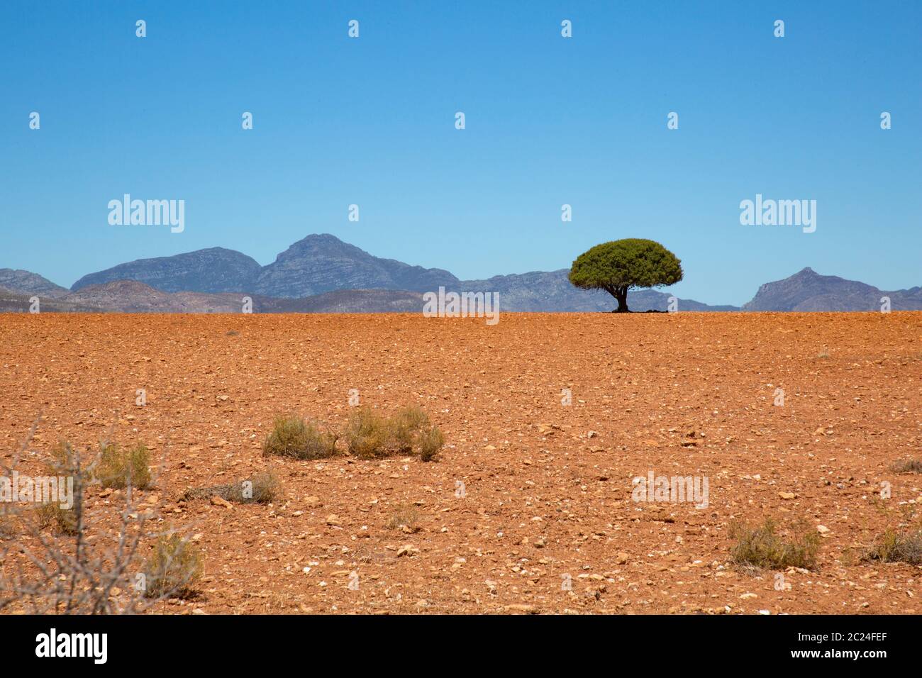 Des arbres isolés dans un désert de pierre rouge sec en Afrique Banque D'Images