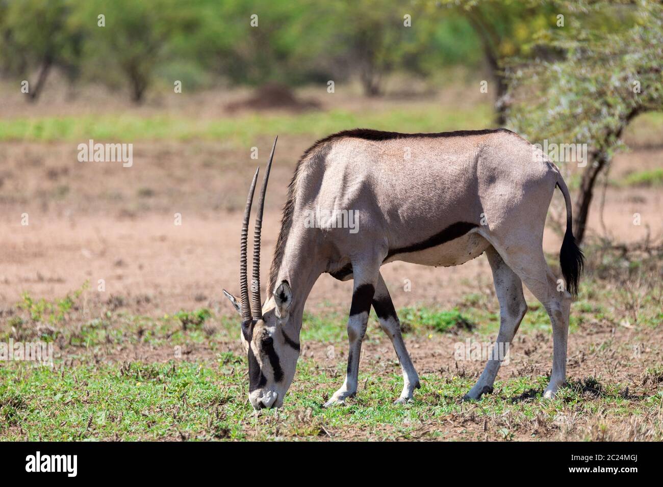 Oryx d'Afrique de l'Est, l'oryx de beisa ou beisa, dans le Parc national Awash en Éthiopie. Banque D'Images