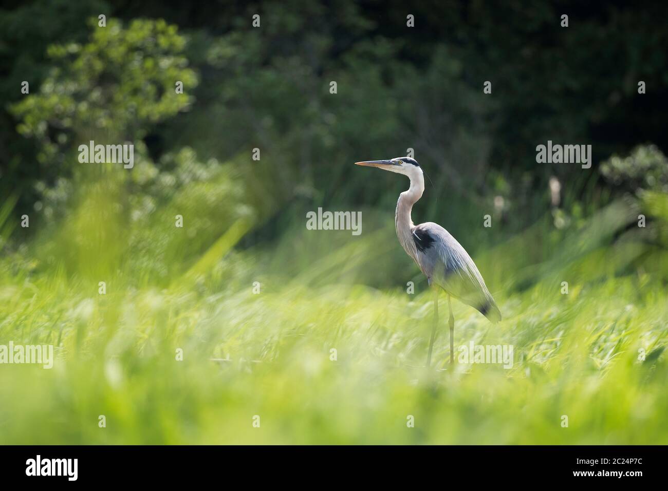 Le Grand Héron, Ardea herodias Banque D'Images