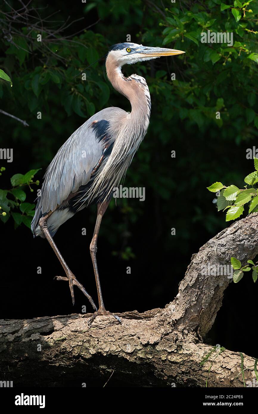 Le Grand Héron, Ardea herodias Banque D'Images