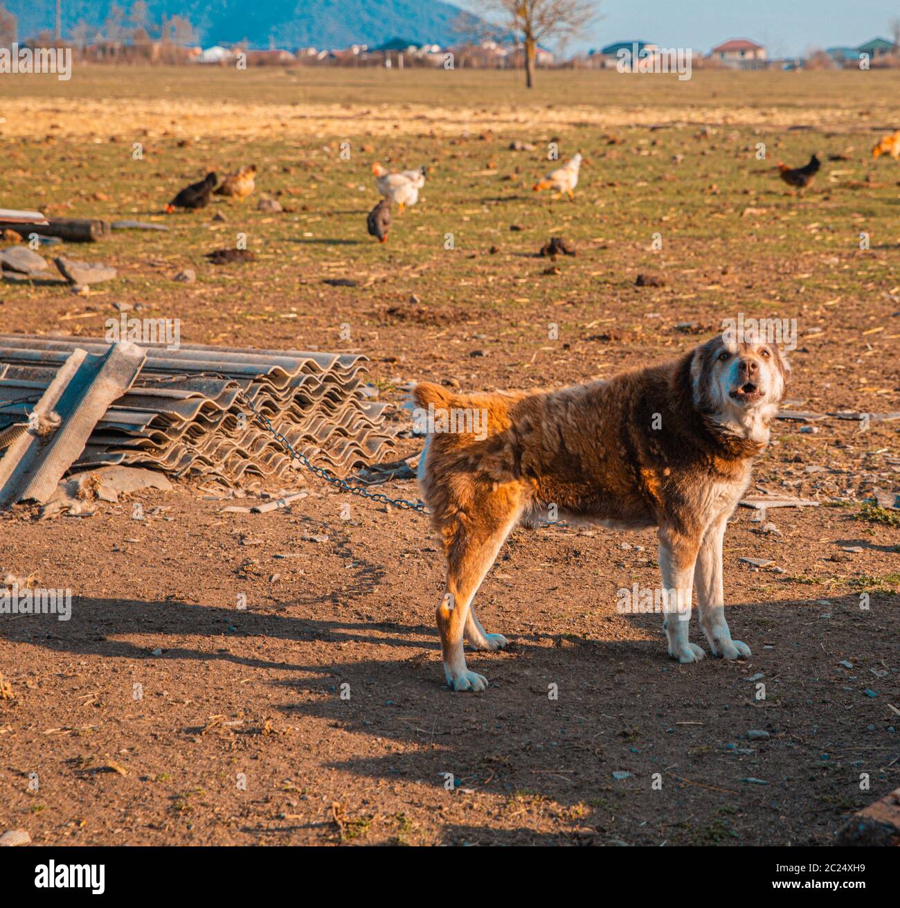 Un chien domestique dans les terres agricoles avec d'autres animaux Banque D'Images