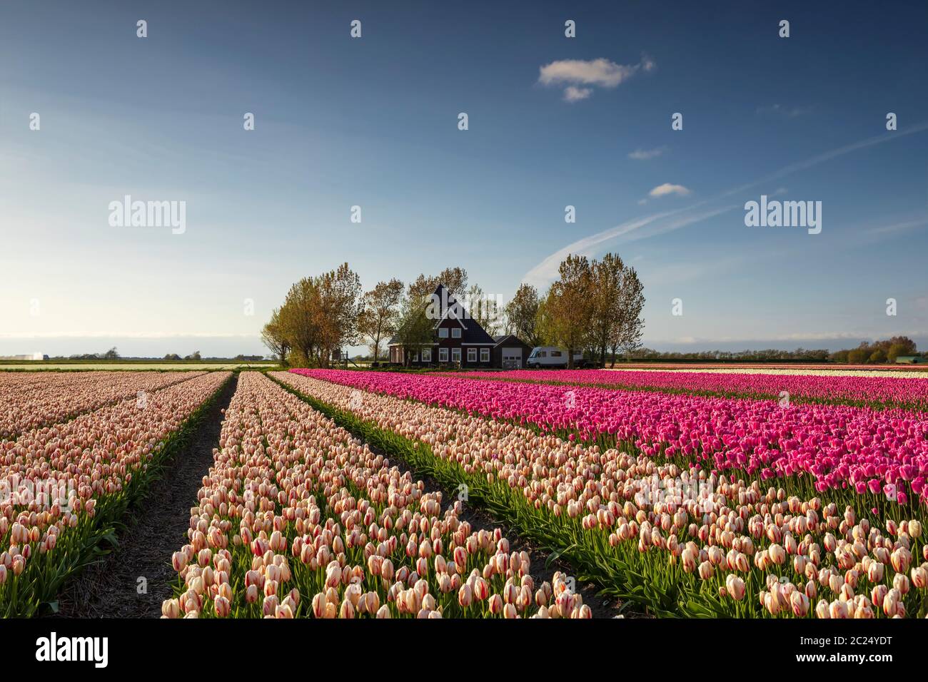 magnifique champ de tulipes près de la ferme hollandaise par beau temps Banque D'Images