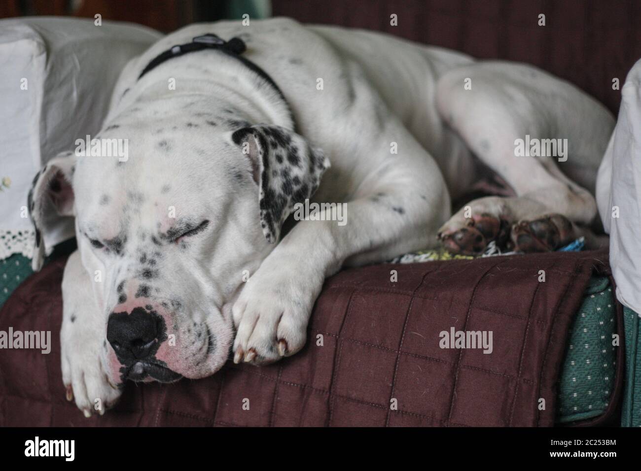 Bouledogue Americain Banque D Image Et Photos Alamy Bouledogue Americain Banque D Image Et Photos Alamy