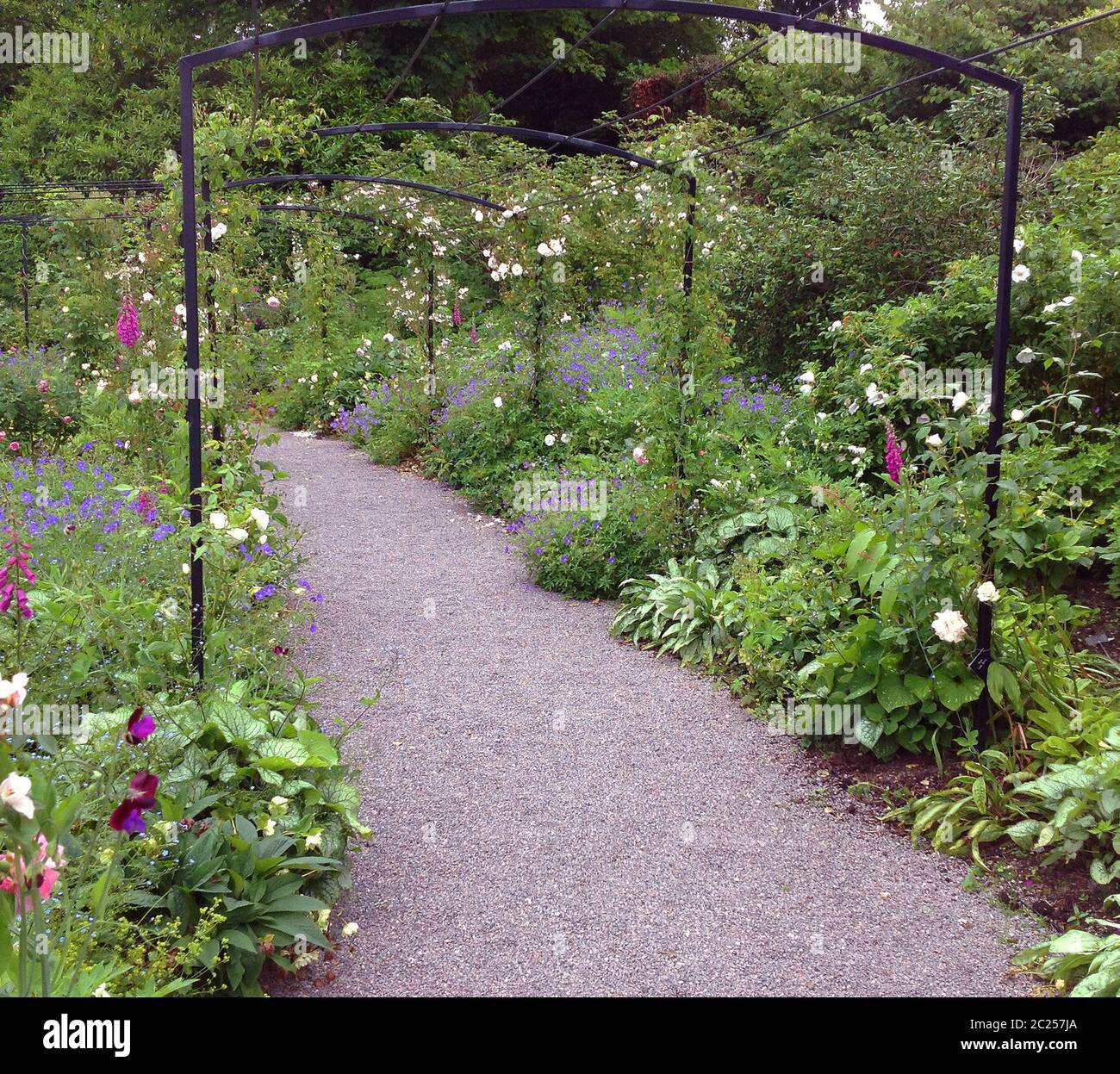 Une nouvelle pergola rose dans les jardins Aberglasney à la mémoire de Richard Gilbertson, Gallois Historic Gardens Trust Banque D'Images