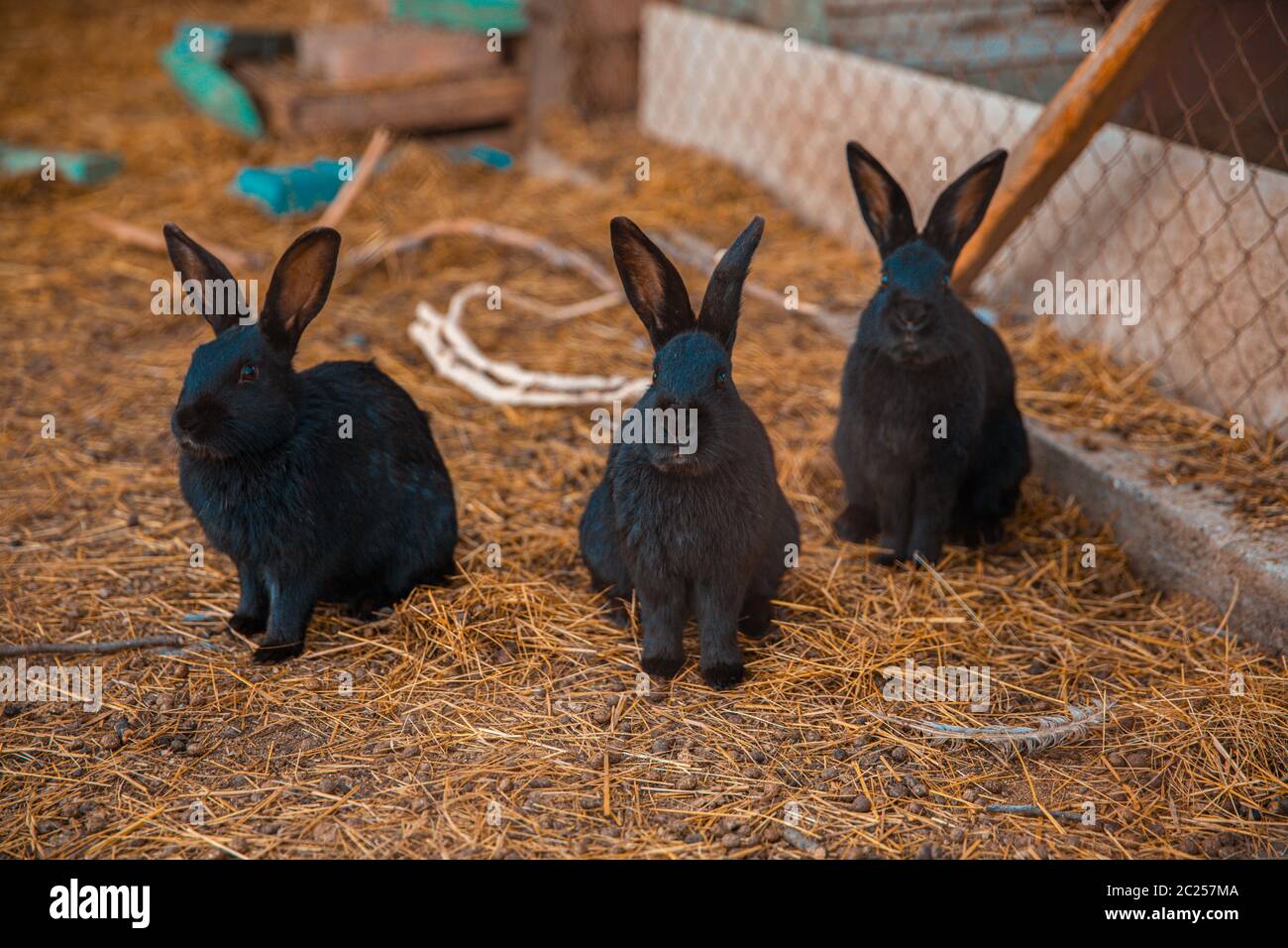 Lapins domestiques noirs dans les terres agricoles en automne Banque D'Images