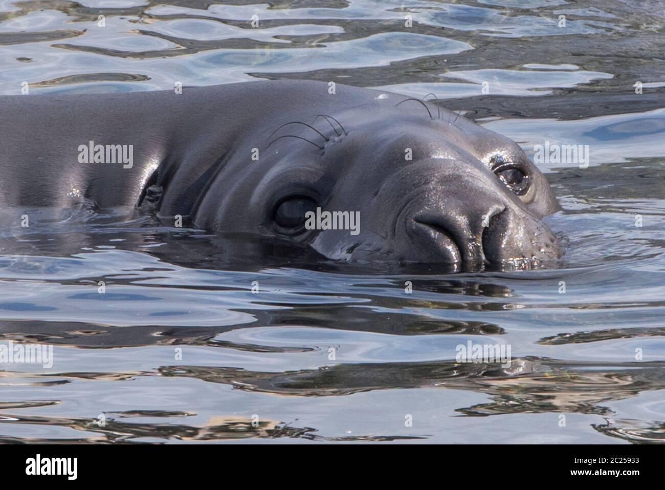 Un phoque de l'éléphant du Sud (Mirounga leonina) dans le chenal Beagle, Ushuaia, Argentine, Amérique du Sud. Banque D'Images