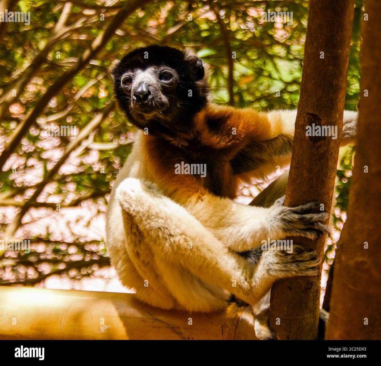 Portrait du sifaka couronné Propithecus coronatus au parc des lémuriens, Antananarivo, Madagascar Banque D'Images