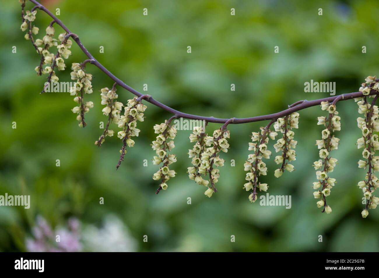 Queue de perle chinoise (Stachyurus chinensis) Banque D'Images