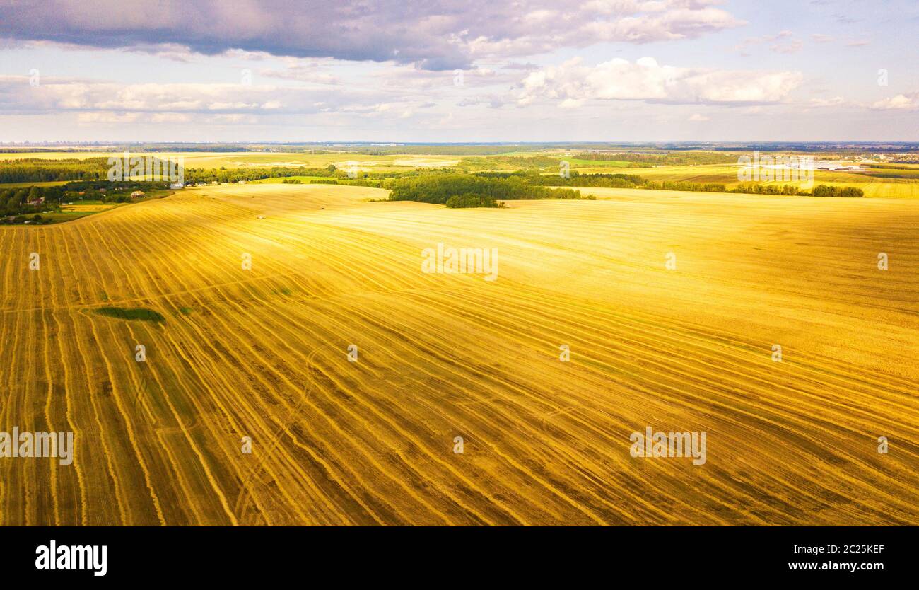 Hacheuse travaillant dans le secteur de la machine. Moissonneuse-batteuse, récolte de la machine de l'agriculture champ de blé mûr d'or. L'agriculture. Vue aérienne de ci-dessus. Banque D'Images