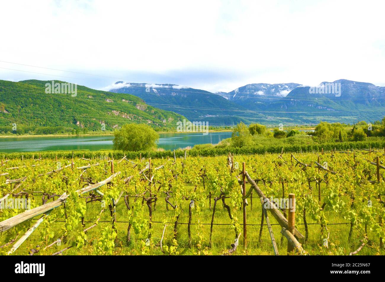Lac de Kaltern Vignoble, voir Kalterer. Grape plantation près de Caldaro Lake dans la région de Bolzano, le Tyrol du Sud, Italie. Banque D'Images